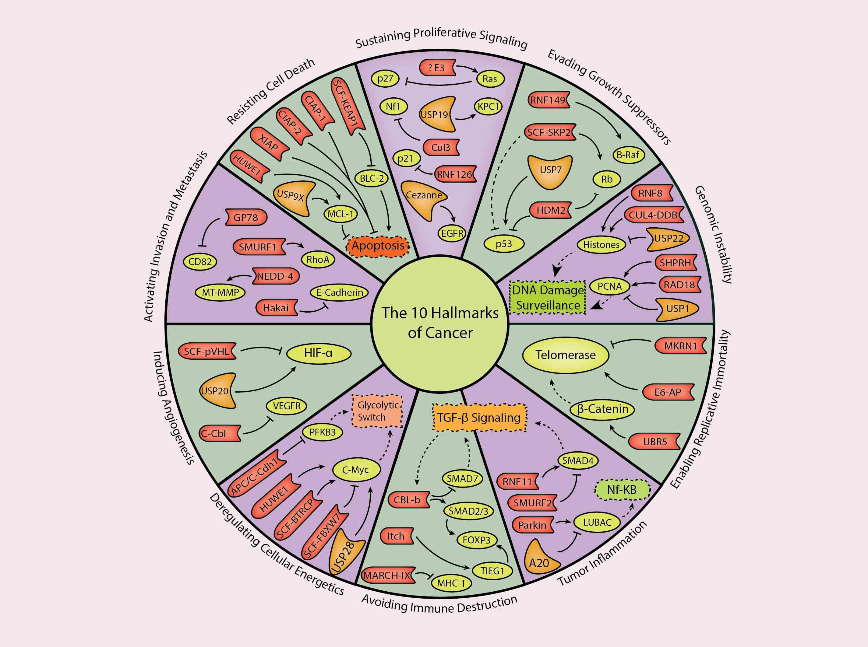 The 10 Hallmarks of Cancer scientific diagram