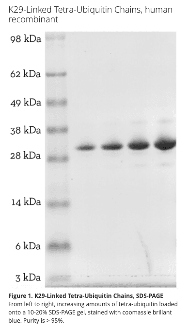K29 Tetra Ubiquitin