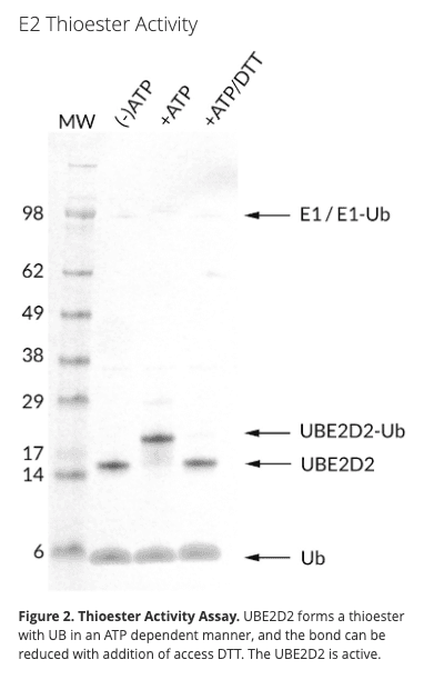 UBE2D2 (Recombinant Human)