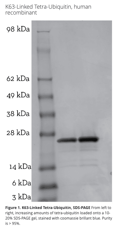 K63 Tetra-Ubiquitin