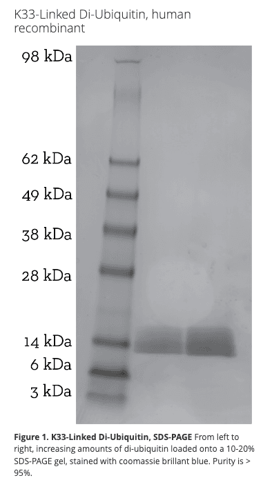K33 Di-Ubiquitin