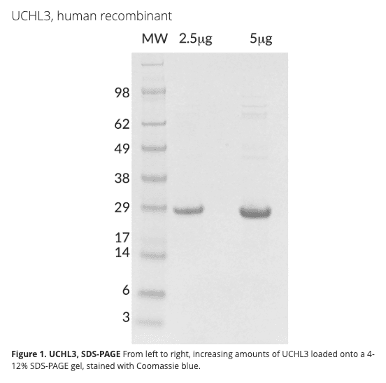 UCHL3, human recombinant