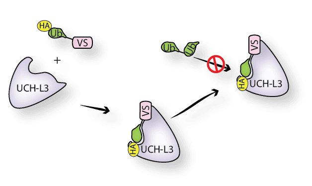 HA-Ubiquitin-Vinyl Sulfone