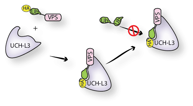 HA-Ubiquitin-Vinyl Pentyl Sulfone
